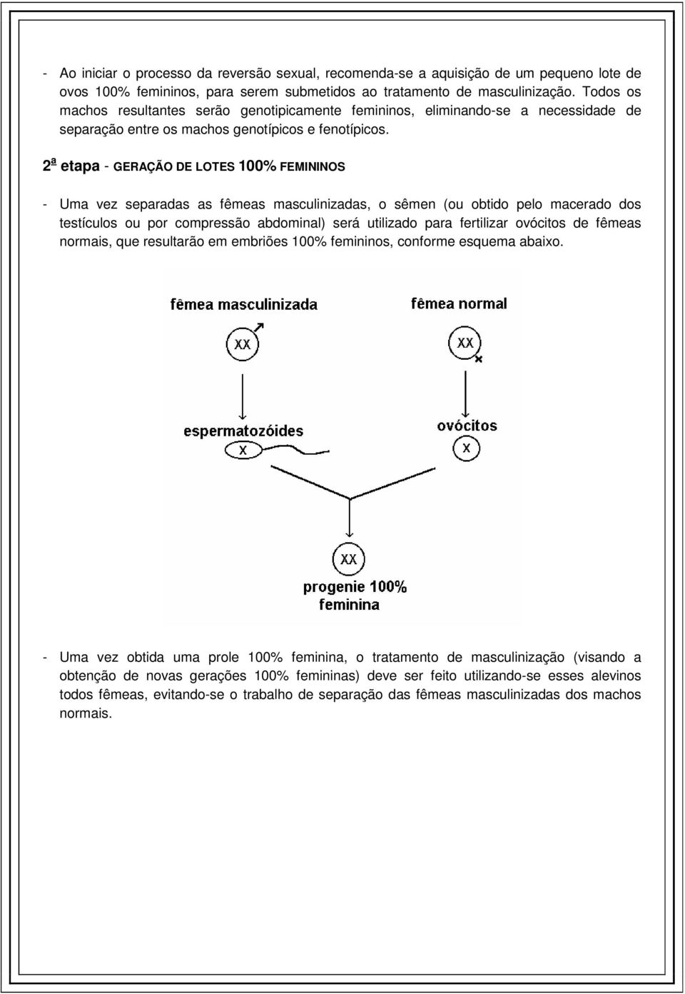 2 a etapa - GERAÇÃO DE LOTES 100% FEMININOS - Uma vez separadas as fêmeas masculinizadas, o sêmen (ou obtido pelo macerado dos testículos ou por compressão abdominal) será utilizado para fertilizar