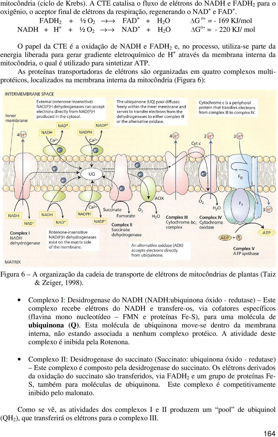 para gerar gradiente eletroquímico de H + através da membrana interna da mitocôndria, o qual é utilizado para sintetizar ATP.