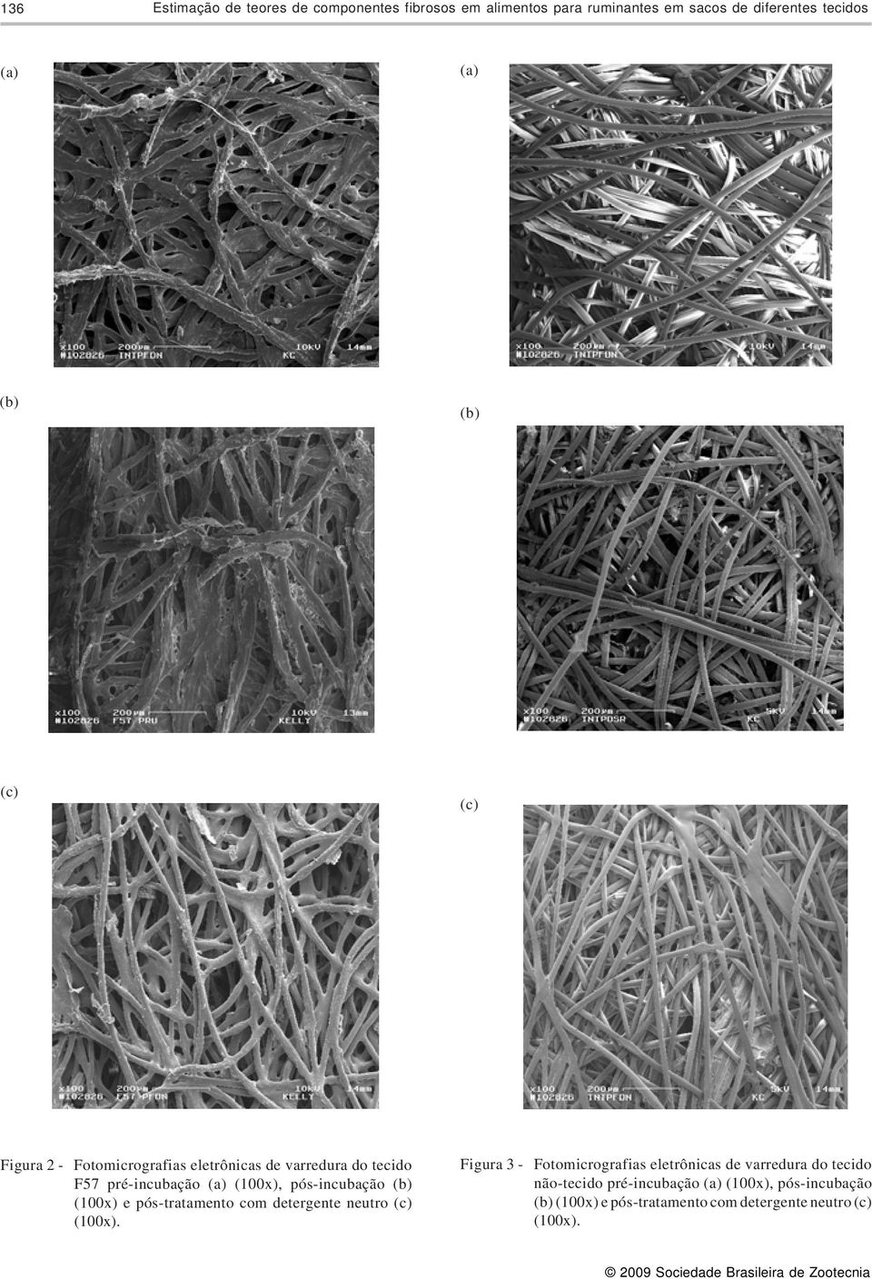 pós-incubação (b) (100x) e pós-tratamento com detergente neutro (c) (100x).