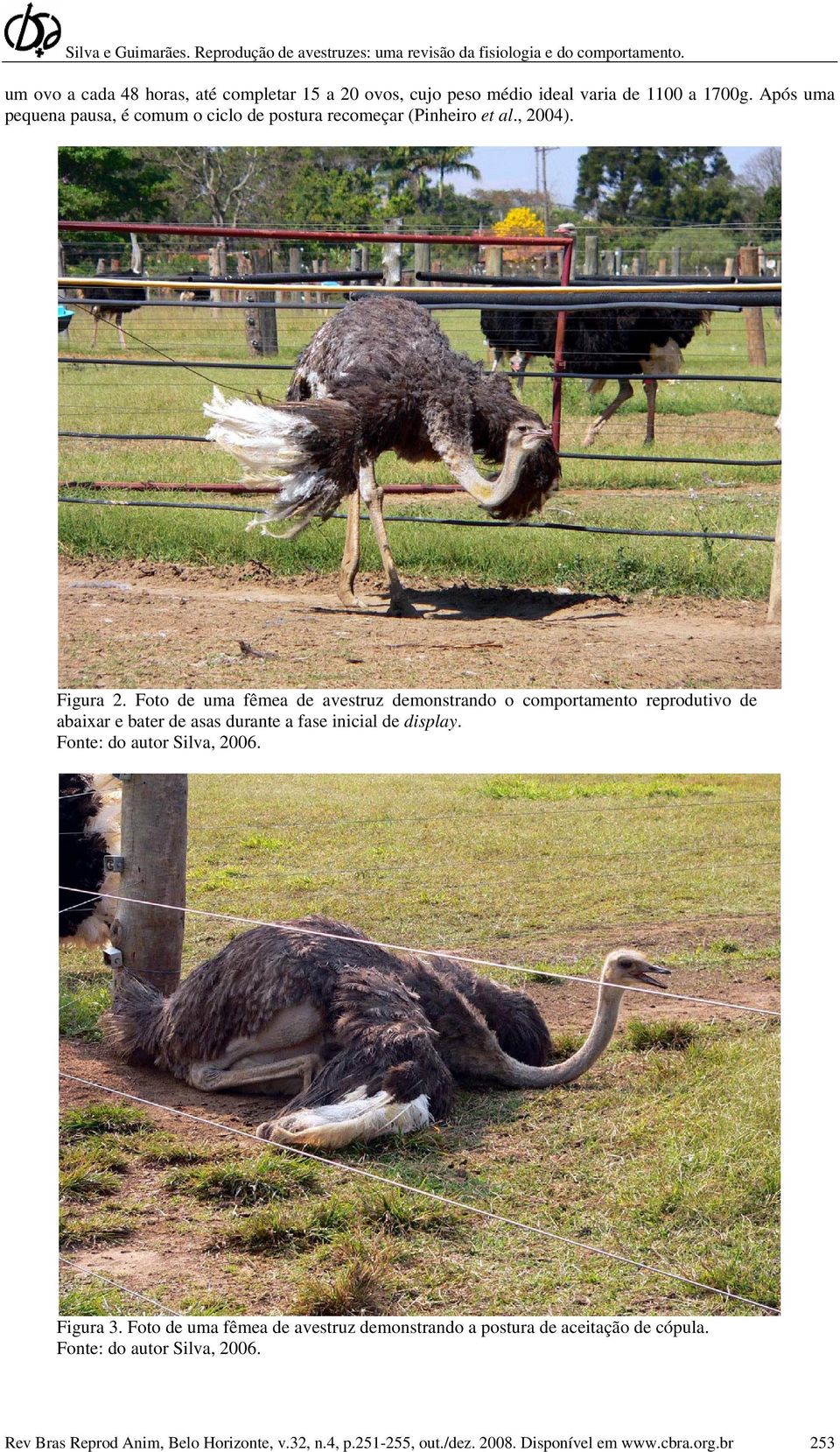 Foto de uma fêmea de avestruz demonstrando o comportamento reprodutivo de abaixar e bater de asas durante a fase inicial de