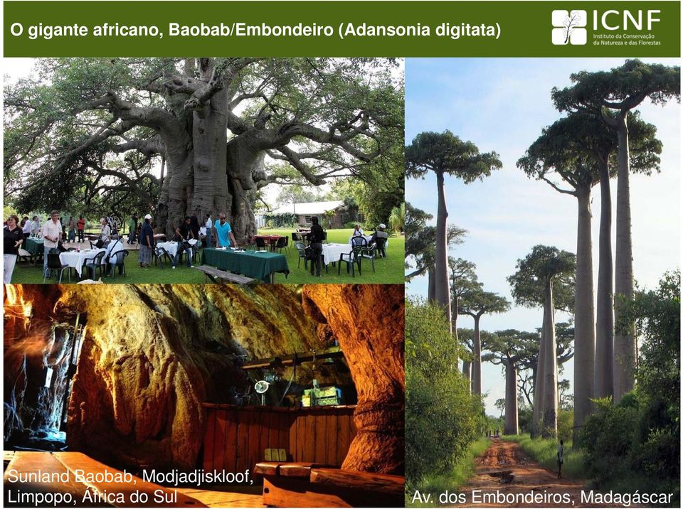 digitata) Sunland Baobab,