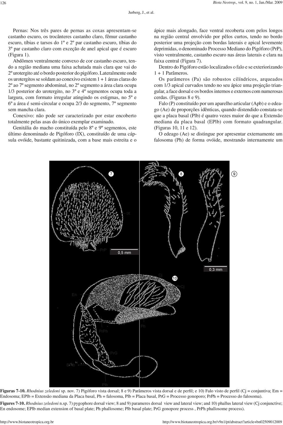 castanho claro com exceção de anel apical que é escuro (Figura 1).