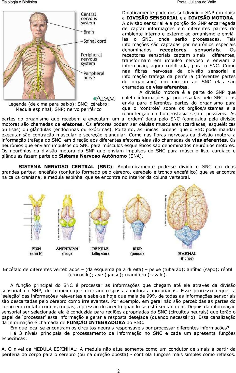 Tais informações são captadas por neurônios especiais denominados receptores sensoriais.