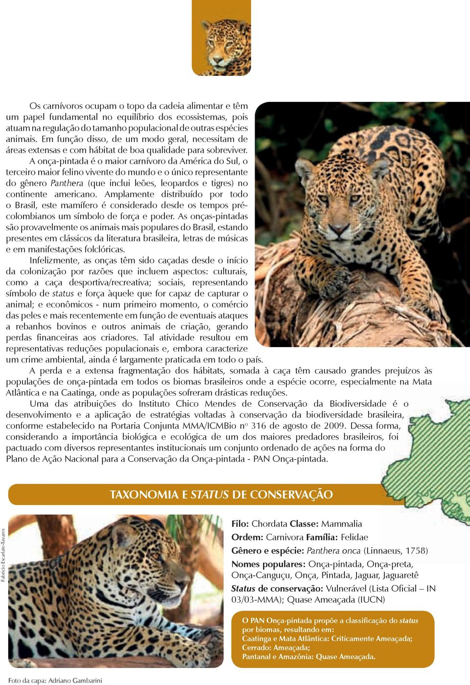 A onça-pintada é o maior carnívoro da América do Sul, o terceiro maior felino vivente do mundo e o único representante do gênero Panthera (que inclui leões, leopardos e tigres) no continente