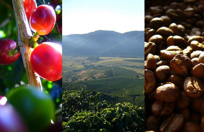 Riscos ao Brasil da importação de café verde.