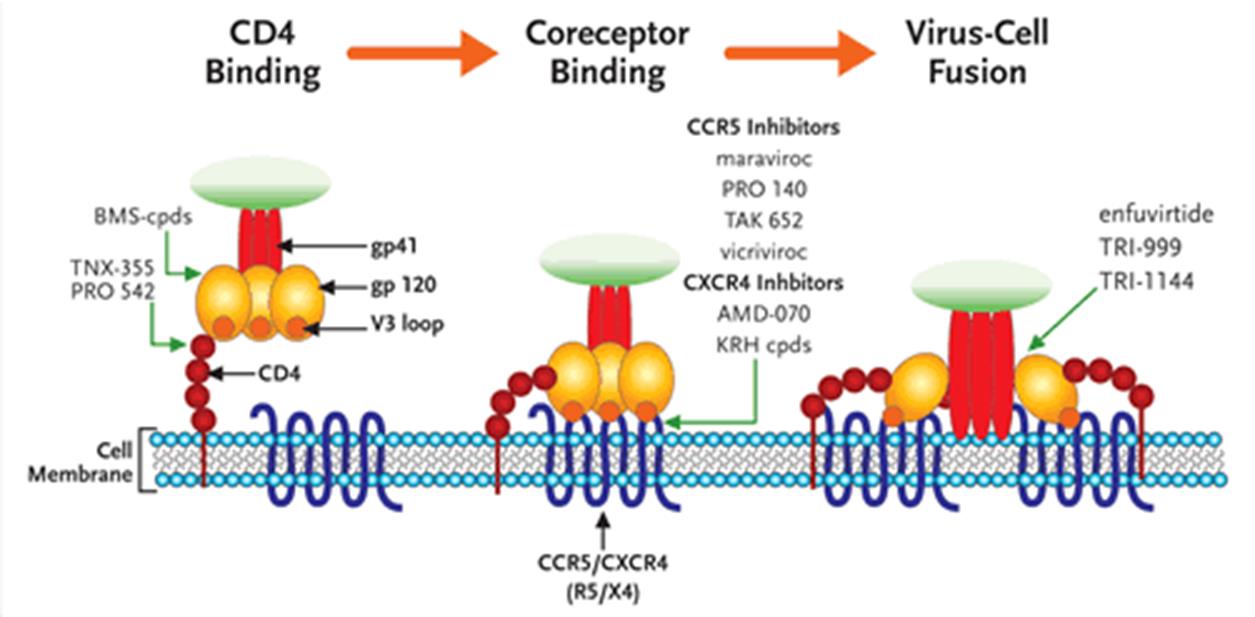 HIV & CCR5