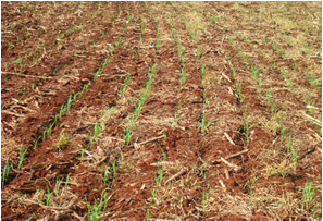 HÍBRIDO DE SORGO HÍBRIDO DE SORGO Principal objetivo: Fornecer alimento de boa qualidade no período em que as gramíneas tropicais perenes apresentam baixa produção Estacionalidade Características: