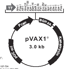 Desenho da vacina p17 (73-89) p24 (33-45) p24 (131-150) p6 (32-46) pol (63-77) pol (136-150) pol (785-799) gp41 (261-276) gp160 (19-31) gp160 (174-185) gp160 (188-201) gp160