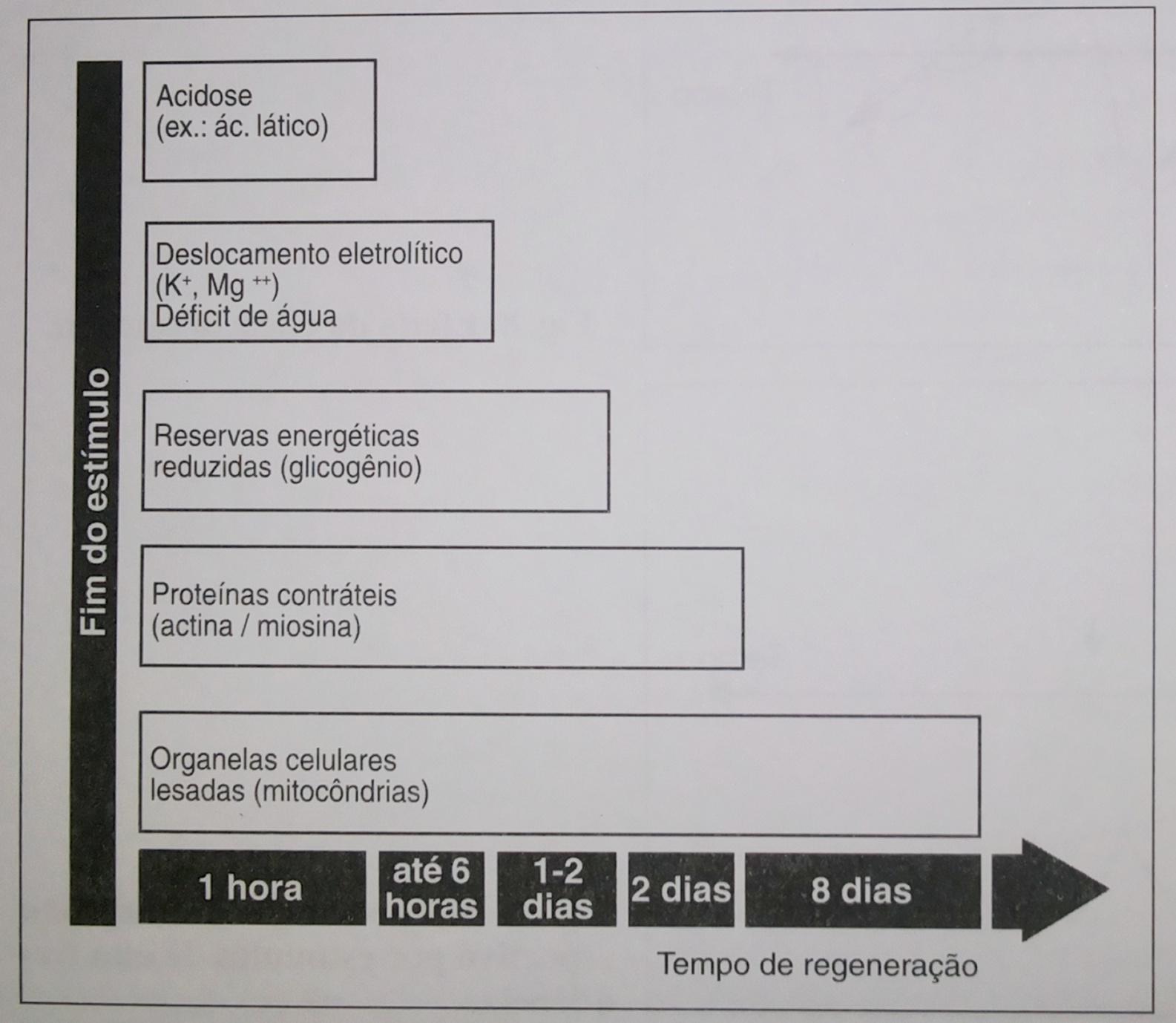 Diferentes tempos de