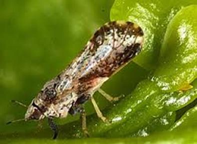 Diaphorina citri Kuwayama Ordem: - Hemiptera Família: - Psyllidae Nome comum: - Psilídeos dos citros.