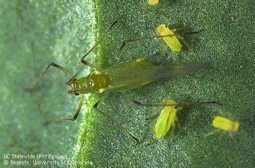 Macrosiphum euphorbiae (Thomas) Ordem: - Hemiptera