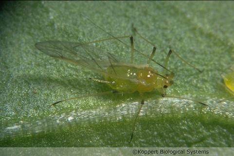 Aulacorthum solani (Kaltenbach) Ordem: - Hemiptera Família: - Aphididae Nome comum: - Pulgão-do-pimentão;
