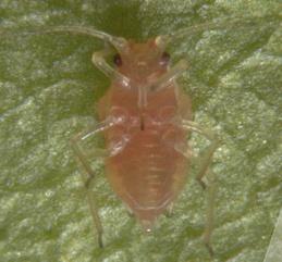 HEMIPTERA / HOMOPTERA Os insetos da Subordem Homoptera caracterizam-se essencialmente pela conformação do aparelho bucal, que é