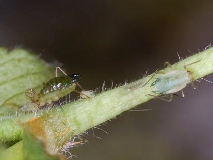 Rhopalosiphoninus latysiphon (Davison) Ordem: - Hemiptera Família: - Aphididae Nome comum: - Pulgão-dos-brotos-da-batata Rhopalosiphoninus