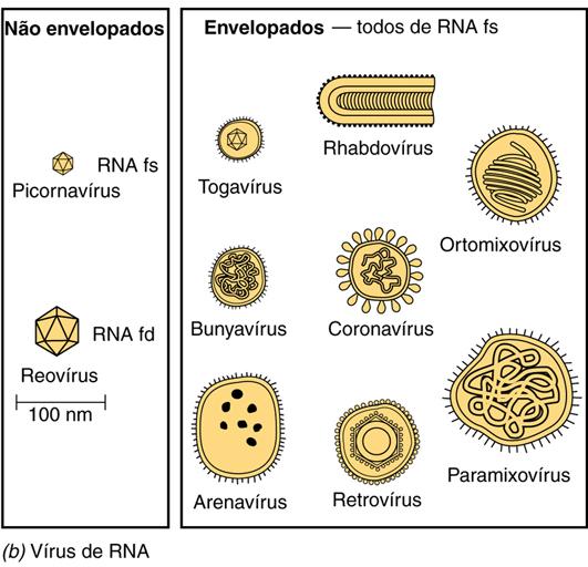 Funções dos Componentes da partícula viral - Ácido nucléico : carrega as informações genéticas -Capa protéica: envolve e protege o ácido nucléico, transporte do vírus, patogenicidade, RNA Citosina