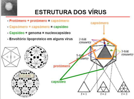 localizado no hospedeiro é modificado EX: Encefalopatia Espongiforme bovina vaca louca Morfologia e estrutura da