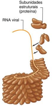 ácido nucléico capsídeo capsômeros Vírus poliédricos Rotavirus Infecções