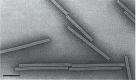 no envelope RNA viral Proteínas do capsídio HIV AIDS Vírus envelopado Influenza virus