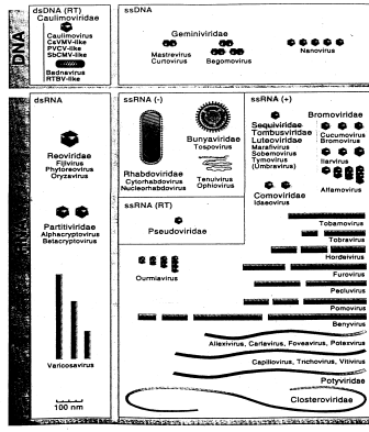 Placa basal BACTERIÓFAGOS Vírus que infectam vertebrados