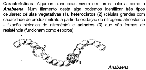 PPLO RIQUÉTSIAS d) Utilização em técnicas de biologia molecular (obtenção de plasmídeos, enzimas de restrição, DNA polimerase...) e) Causadoras de doenças.