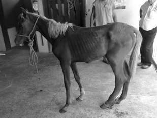 Anestesia Geral INTRODUÇÃO - Mortalidade em equinos é muito alta (1:100) se comparadaà observ ada em pequenos animais (1:1000) e em humanos (1:200.
