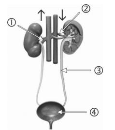 e) na medula óssea. 5) O sistema urinário humano localiza-se na região abdominal. No esquema abaixo está epresentado, de modo simplificado, parte do sistema urinário de um homem.