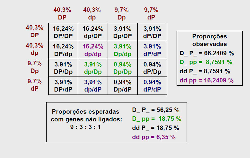 6. Genes Ligados S/L (25%) (25%) (25%) (25%) C/L (25%) (25%) (25%) (25%)