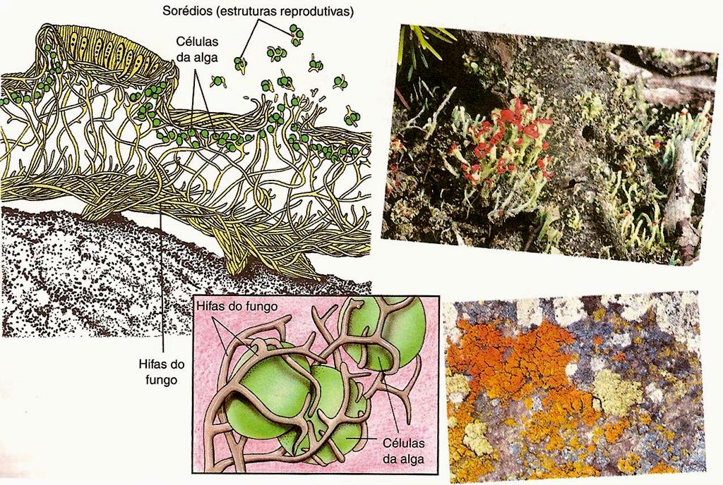 A reprodução desses seres é feita assexuadamente, por meio de sorédios, que são fragmentos do corpo do líquen Líquens O