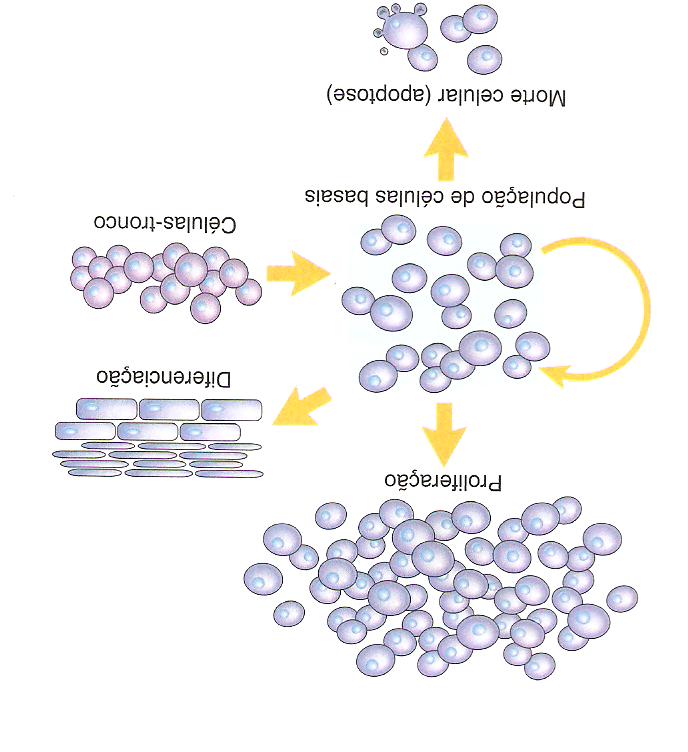 Mecanismos reguladores das populações celulares O número de células pode ser alterado por índices aumentados ou diminuídos da