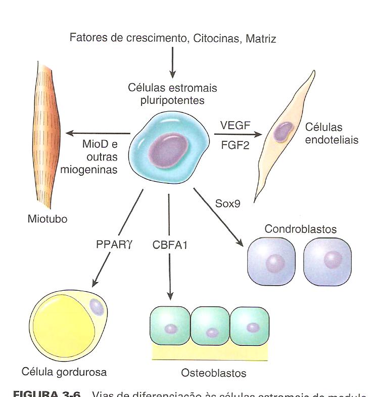 Vias de diferenciação às células