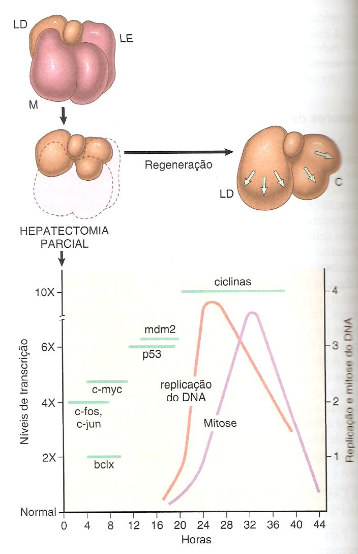 Regeneração hepática