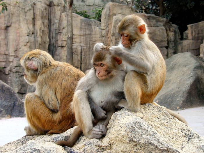 observaram reação de aglutinação entre hemácias de macaco Rhesus e cobaias, e entre hemácias