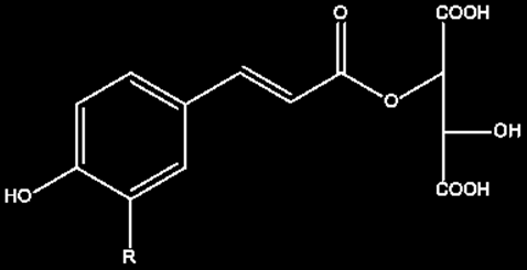 compostos, sendo designados como ácido p-coutárico, fertárico e caftárico, respetivamente (Figura 8) (Waterhouse, 2002; Monagas et al., 2007).