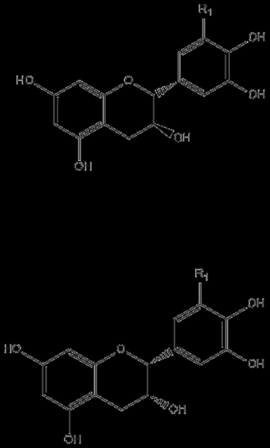 Flavanol R 1 C-2 C-3 (+)-Catequina H R S (+)-Galhocatequina OH R S (-)-Epicatequina H R R (-)-Epigalhocatequina OH R R Figura 13. Estrutura flavanóis monoméricos das uvas Vitis vinifera.