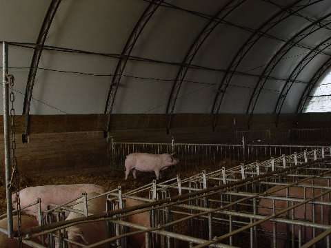 Celeiros Hoop Estrutura simples, aberta no calor mas podendo ser fechada no frio, geralmente com