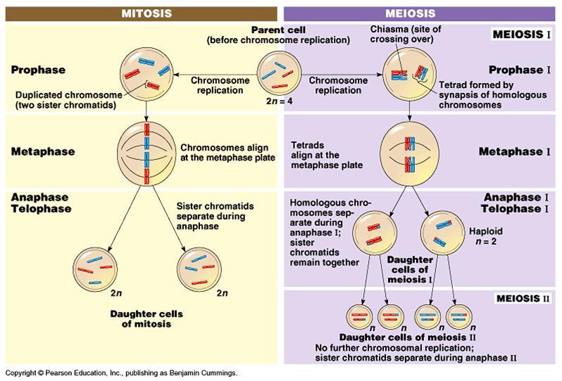 multiplicar em duas novas células idênticas à progenitora (mitose) ou quatro