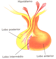 Na Hormônio Antidiurético