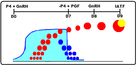 Figura 5 - Protocolo Co-synch 7 dias utilizando GnRH (Arquivo Pessoal).
