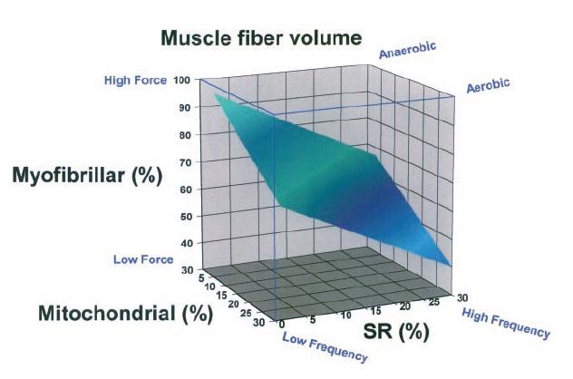 Mecanismos moleculares Mecanismos moleculares Mitocôndria Retículo sarcoplasmático Mecanismos moleculares Miofibrilas Lindsted et al, 1998 Mecanismos moleculares Aplicações Práticas Potência é a