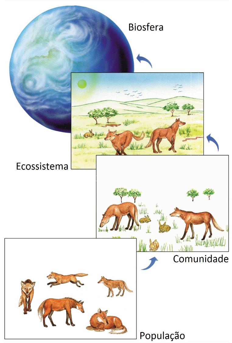 BIOLOGIA 3 Prof.: Vinícius (Minguado) LISTA 10 NÍVEIS DE ORGANIZAÇÃO EM ECOLOGIA ORIENTAÇÕES Ecologia é um dos assuntos mais cobrados pelos vestibulares nos últimos anos.