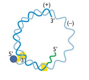 Genomas pdsdna fita parcialmente dupla Traduzido Transcrito Replicado Transcrito Replicado Replicado Replicação parte núcleo e parte no citoplasma