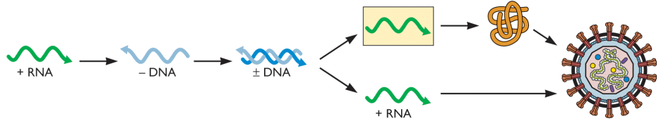 Genomas ssrna (+) com DNA intermediário Replicado Replicado Transcrito Traduzido Transcriptase reversa provírus Replicação no