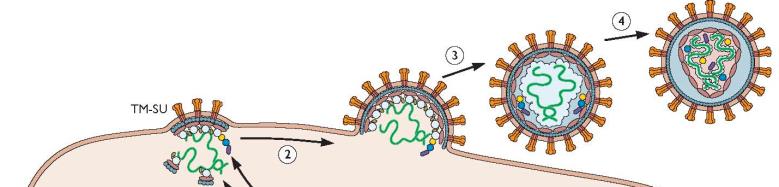 Genoma viral não codifica lipídios Envelope é formado