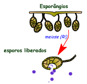 ESTRÓBILOS GIMNOSPERMAS