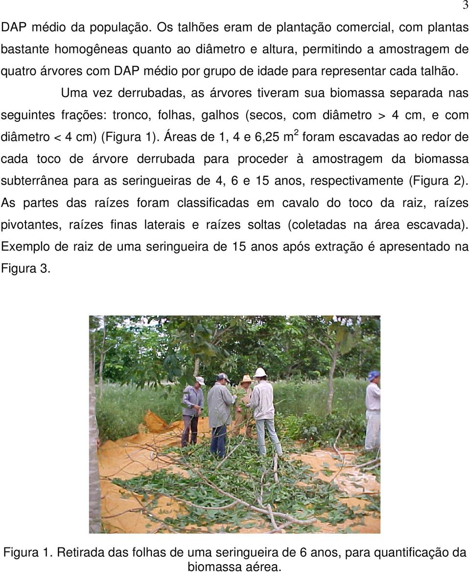 talhão. Uma vez derrubadas, as árvores tiveram sua biomassa separada nas seguintes frações: tronco, folhas, galhos (secos, com diâmetro > 4 cm, e com diâmetro < 4 cm) (Figura 1).