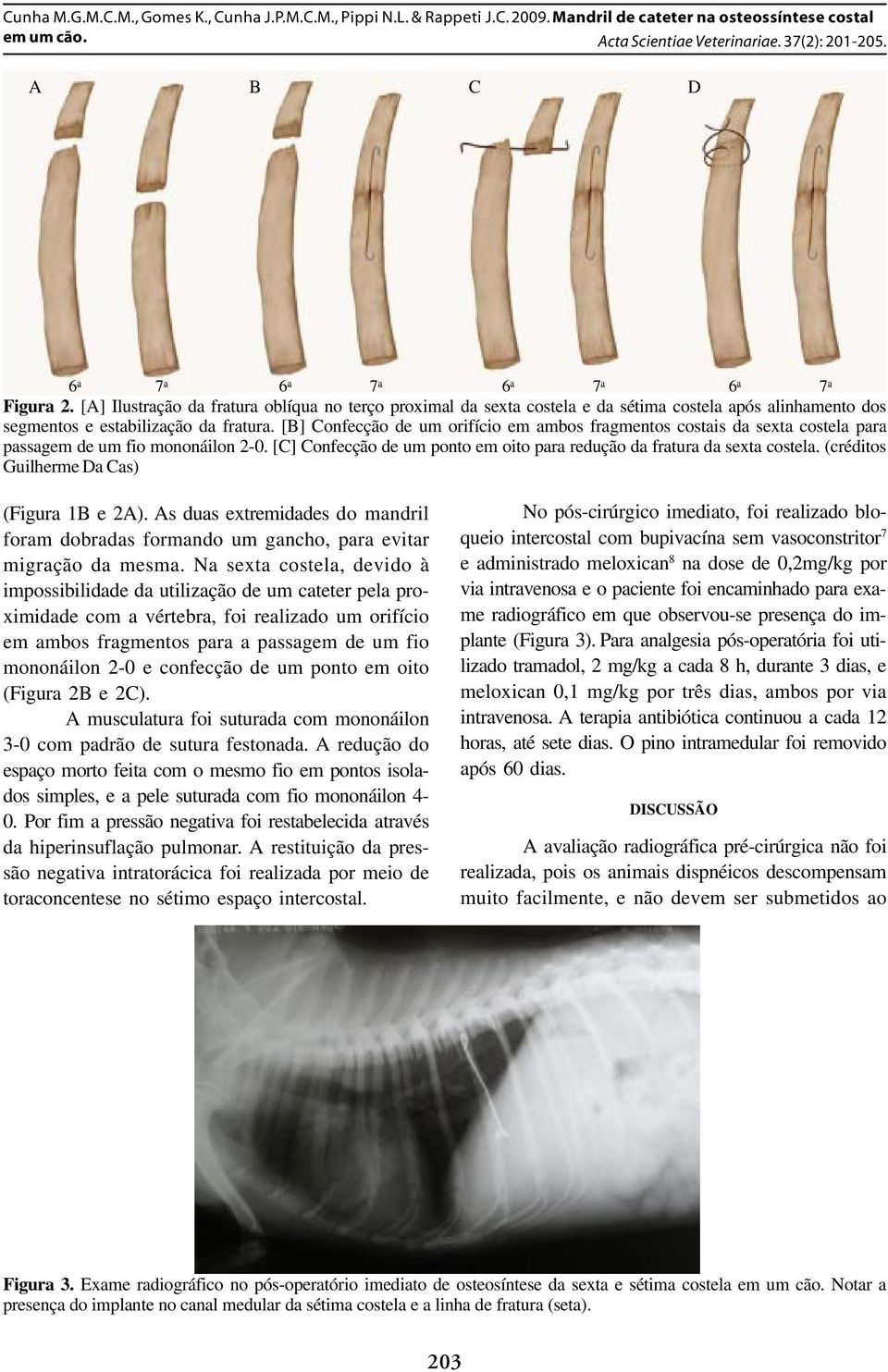 (créditos Guilherme Da Cas) (Figura 1B e 2A). As duas extremidades do mandril foram dobradas formando um gancho, para evitar migração da mesma.