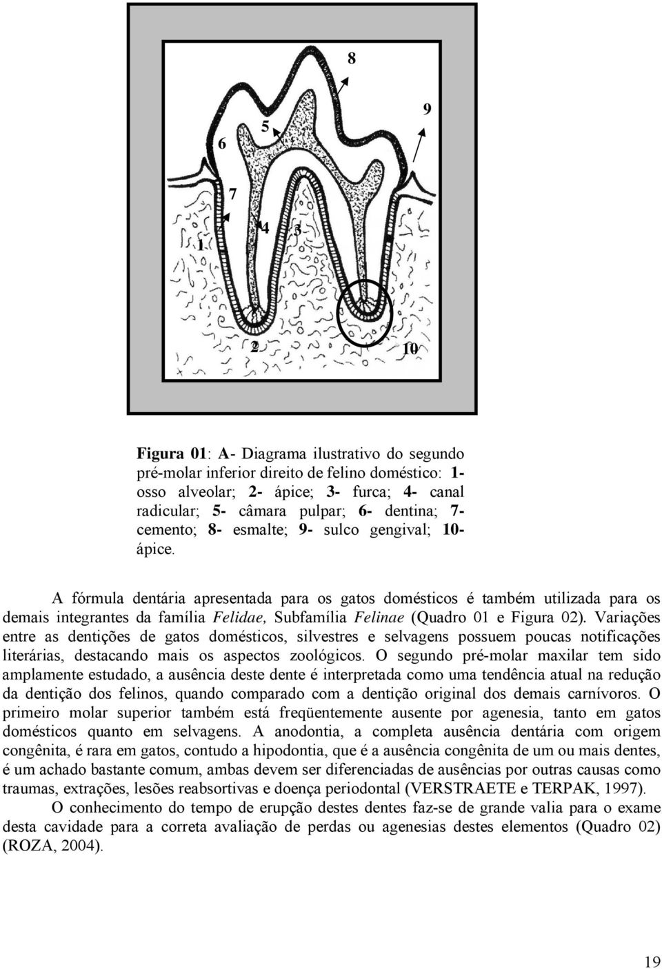 A fórmula dentária apresentada para os gatos domésticos é também utilizada para os demais integrantes da família Felidae, Subfamília Felinae (Quadro 01 e Figura 02).