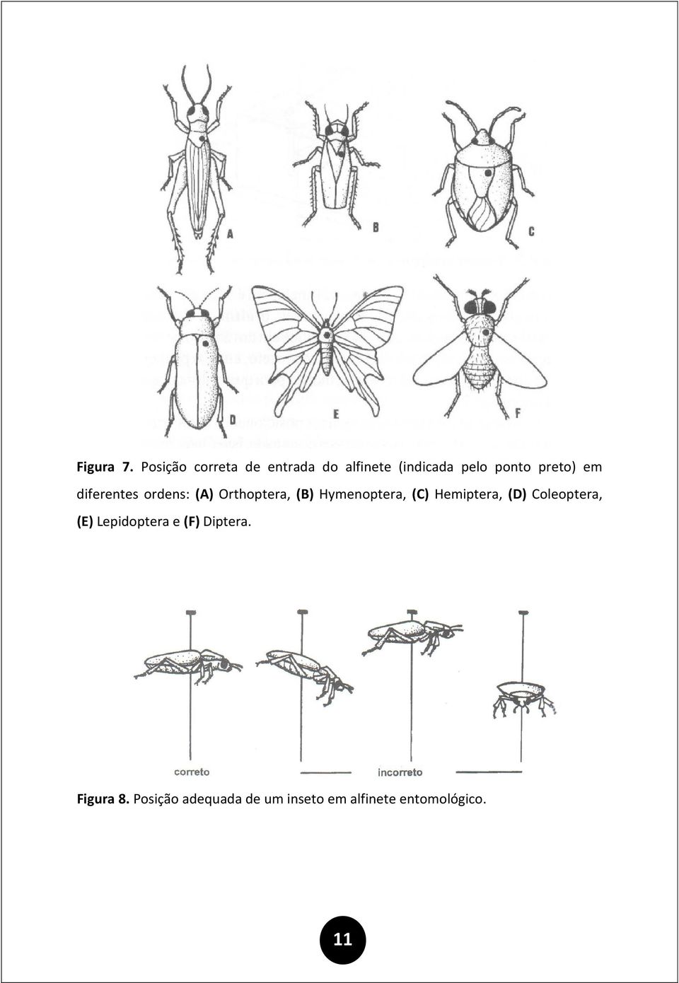 preto) em diferentes ordens: (A) Orthoptera, (B) Hymenoptera, (C)