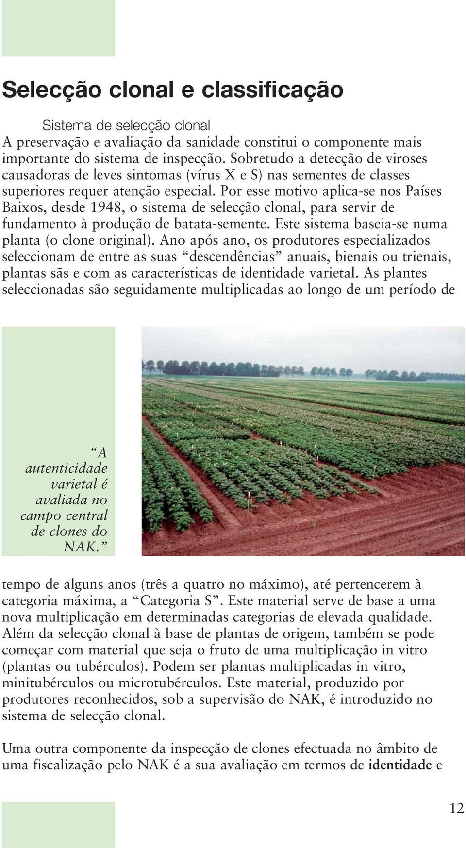 Por esse motivo aplica-se nos Países Baixos, desde 1948, o sistema de selecção clonal, para servir de fundamento à produção de batata-semente. Este sistema baseia-se numa planta (o clone original).