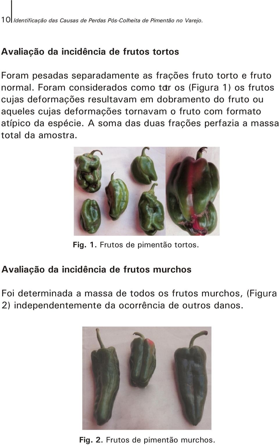 Foram considerados como tor t os (Figura 1) os frutos cujas deformações resultavam em dobramento do fruto ou aqueles cujas deformações tornavam o fruto com